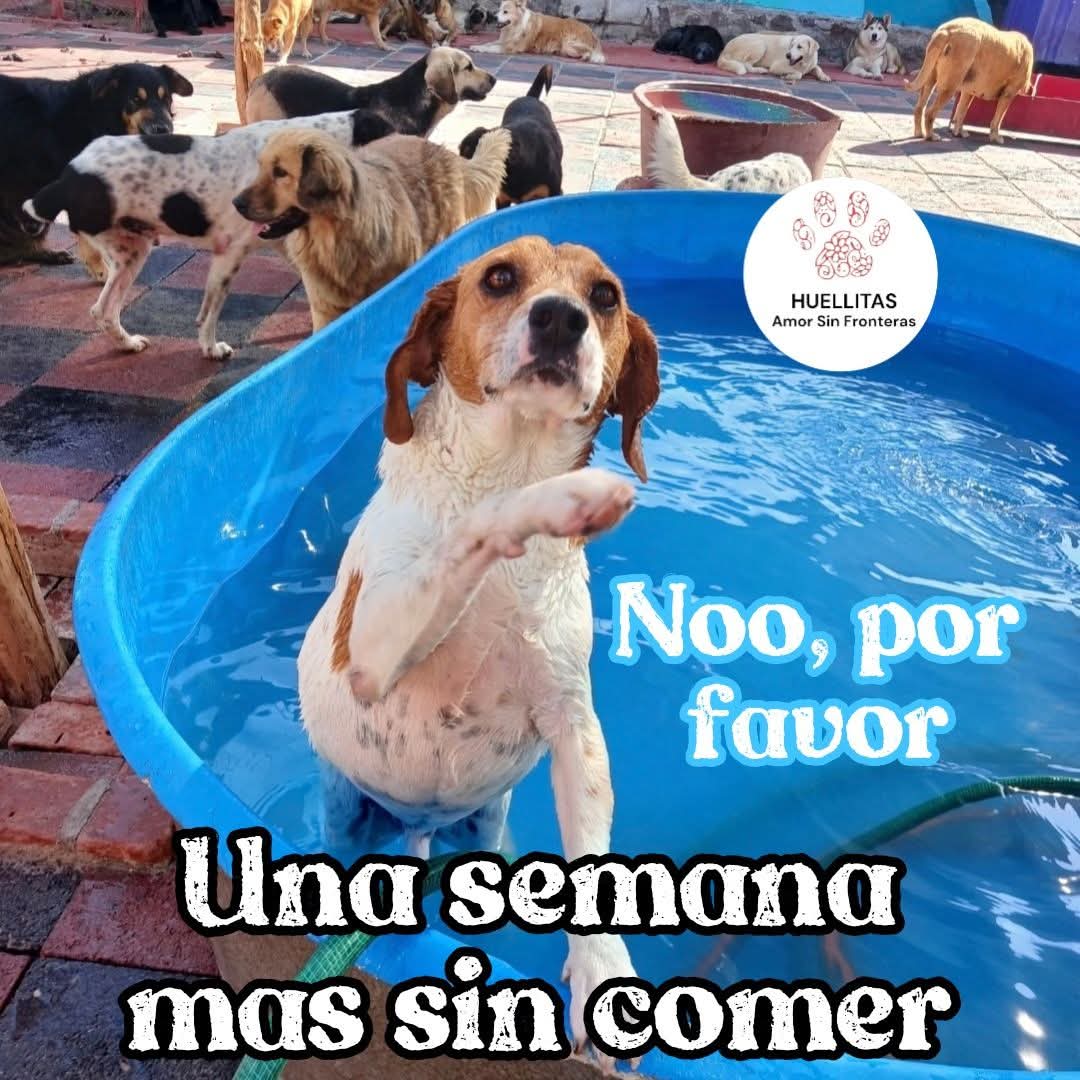 No... por favor... 😔

¡Una semana más sin comer! 💔

¡No lo permitas! 🙏🐾

Ayúdanos a juntar para comprar nuestro alimento o poder abonar al proveedor de las croquetas y que nos dé crédito pa' comprar la comida 😢🍽️

¡La semana pasada fue horrible!
Estuvimos sin comer bien...