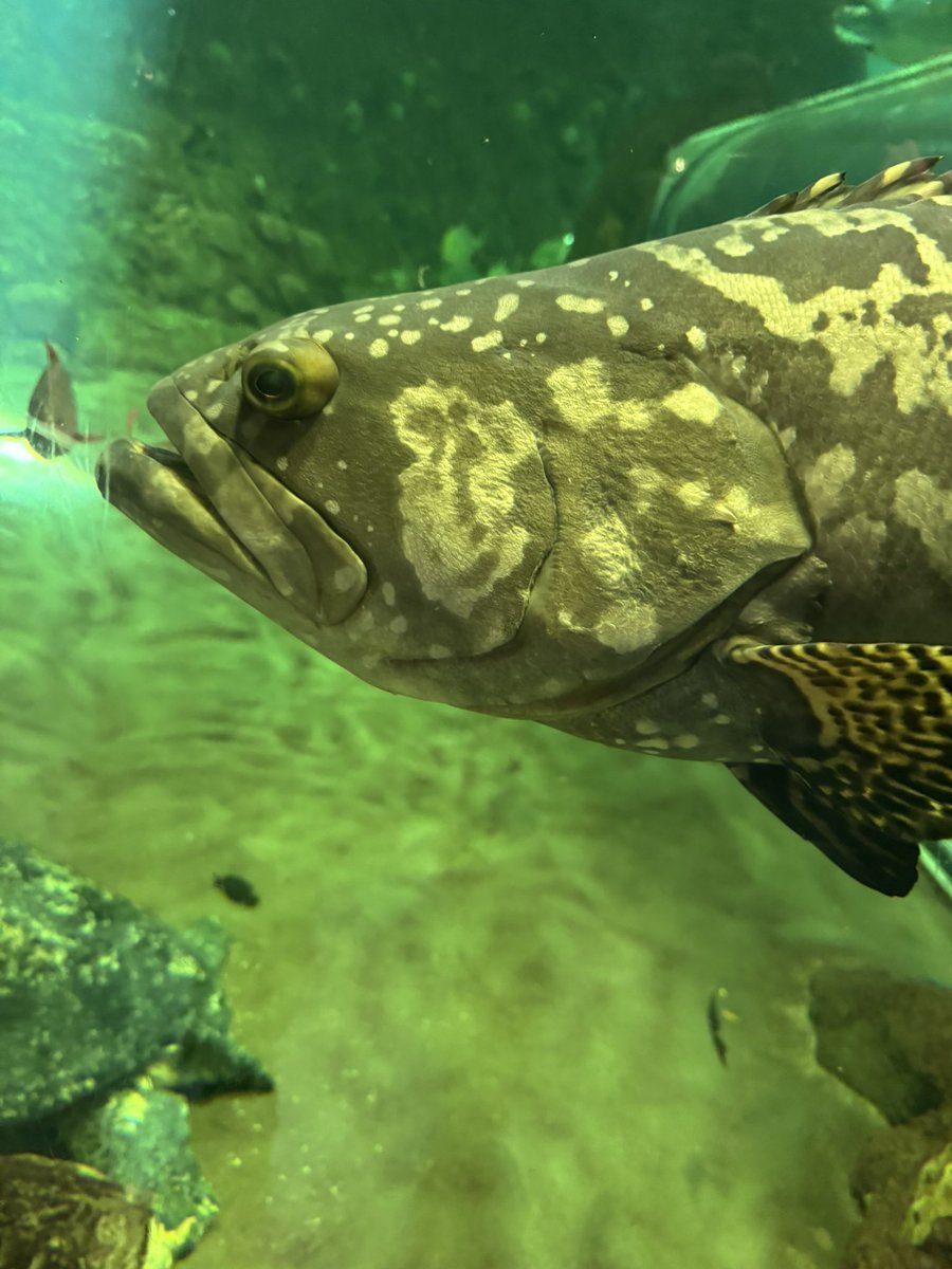 Aeroferret…First of Her Name, Mother of Squirrels tweet media