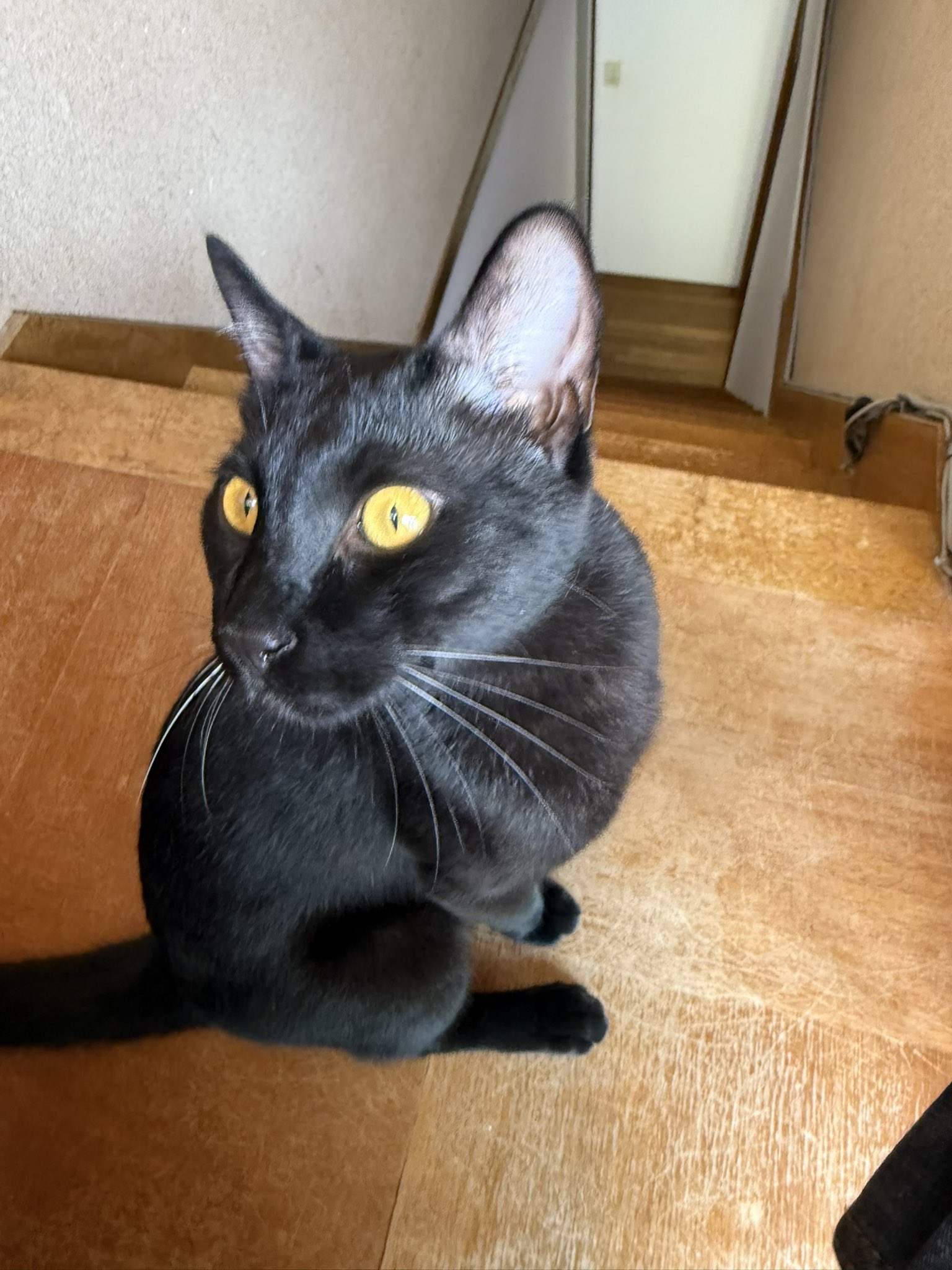 ふらんすねこ様♡ありがとうございます♡ 000000001781_tCBa3GD.jpg