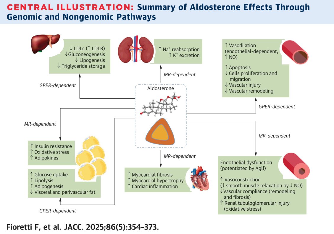 Parece que el tema aldosterona volvió al Prime Time...
Buena revisión sobre mecanismos de acción genómicos y no genómicos...
jacc.org/doi/10.1016/j.…