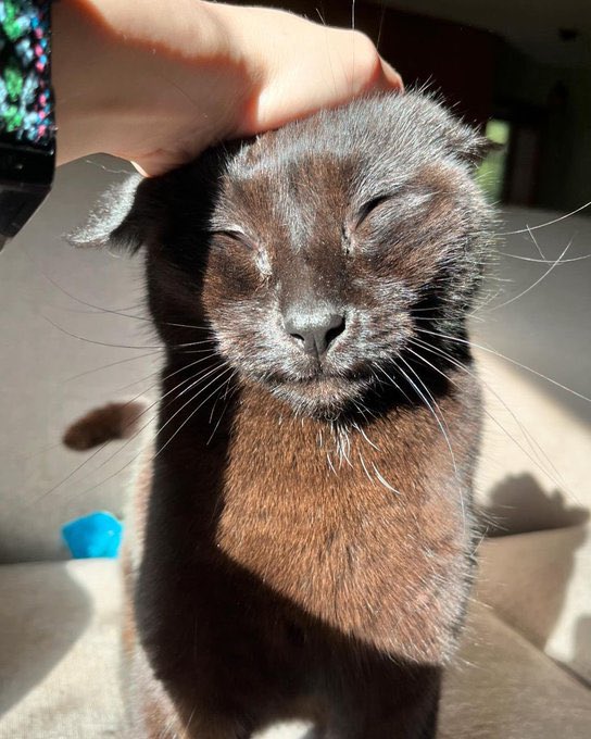 Black cats are not bad luck (@visualscat) on Twitter photo  Black cats are not bad luck (@visualscat) on Twitter photo