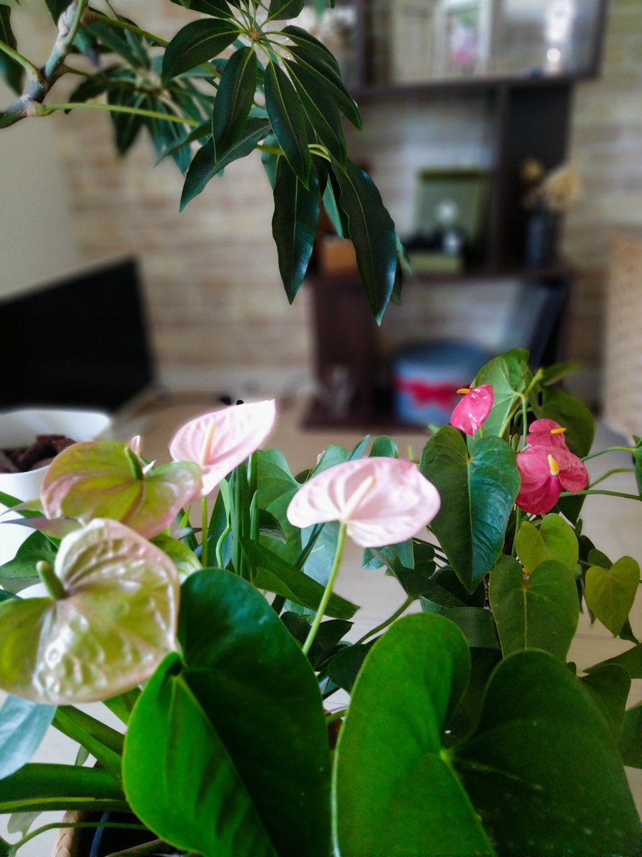 soultouchhiro's tweet image. 南国の植物が
ごんごん育つ🌺

南国リゾート好きとしては
めちゃくちゃ癒やされる💕