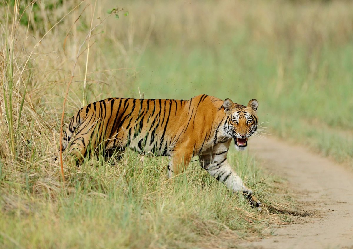 पारिस्थितिक प्रणालीको सन्तुलन कायम गर्न निर्णायक भूमिका निर्वाह गर्ने प्रकृतिको सुन्दर प्राणी बाघको संरक्षणमा नेपालले हासिल गरेको सफलता राष्ट्रिय गौरवको विषय हो । नेपालले अन्तर्राष्ट्रिय रूपमा गरेको प्रतिबद्धताअनुसार सन् २०२२ मा नै बाघको संख्या १२१ बाट ३५५ मा पुर्‍याएर विश्व