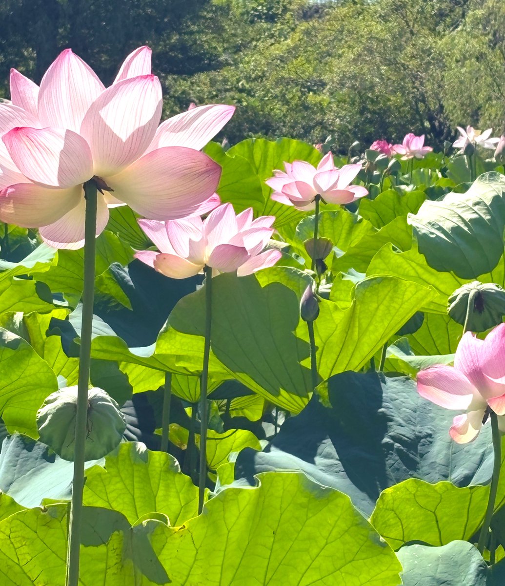 mismintoooo's tweet image. 見に行きました‼️‼️‼️‼️‼️（早）きれい