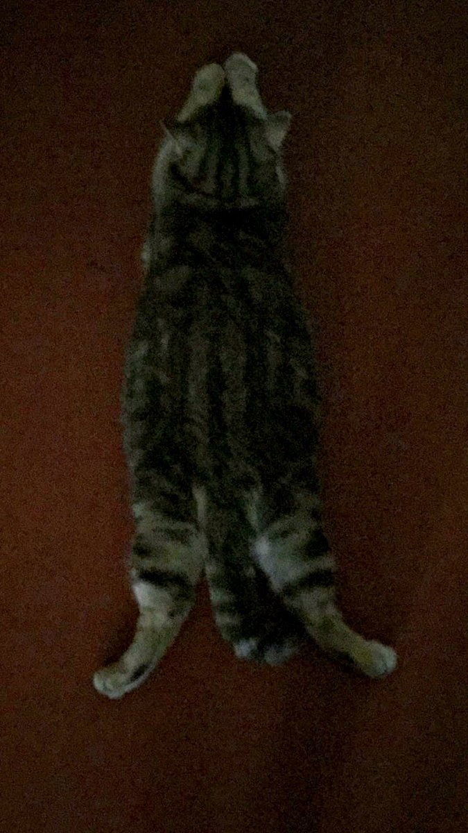 SC0RPHYUN's tweet image. guys I spilled my cat on the floor 😞