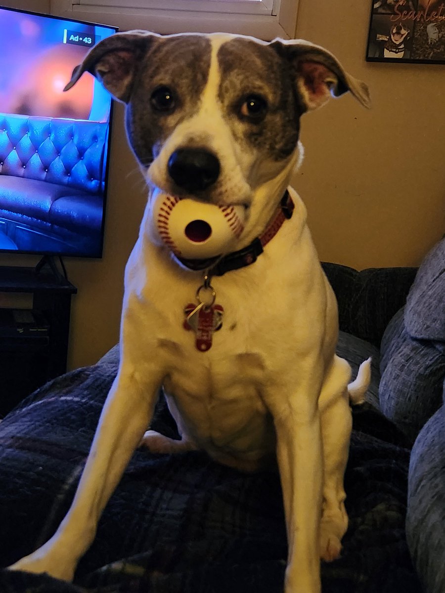 Isley23's tweet image. Play Ball!! 🐕❤️🤣⚾