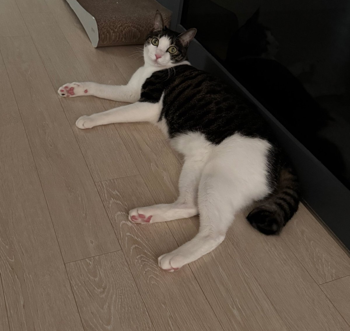 아갓시너무코여우세욥