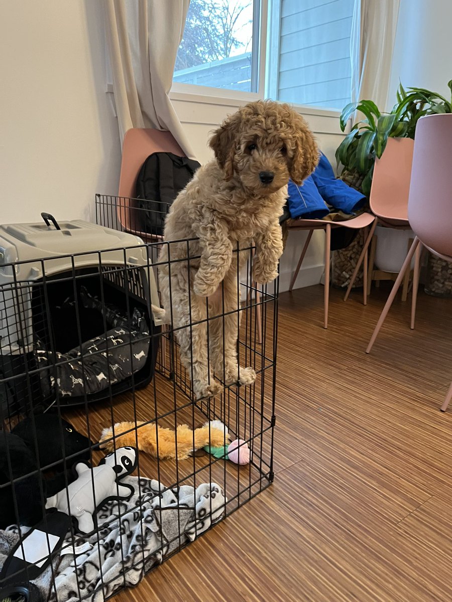 Alex Mitchell Oxenham tweet media