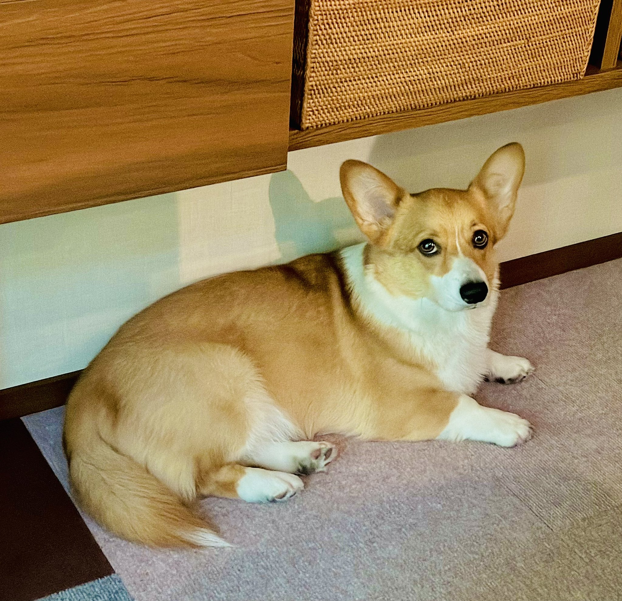 未開封　CORGI　コーギートーイ　グリーンホーネット Yahoo!オークション -「コーギー グリーンホーネット」の落札