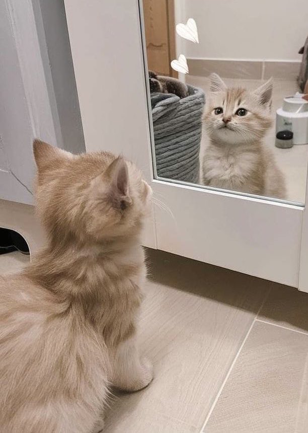 itsharuxhs's tweet image. 🫳🏻
🐈