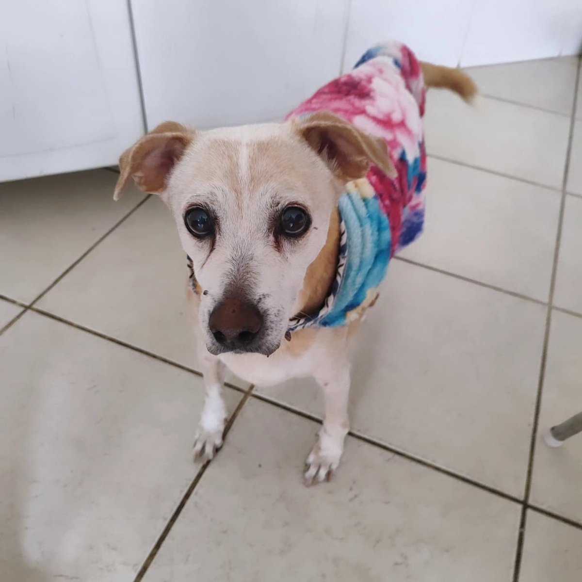 caogonhal's tweet image. Tobi viveu 10 anos no abrigo da SOS Bichos (@CarlaViviane).
Agora, idosinho, está com tumores, precisa de alimentação especial, medicações e de fazer exames que ficarão em mais de R$600,00!😔
Ajude com qualquer valor!
CHAVE PIX: 09463512000169 (CNPJ)