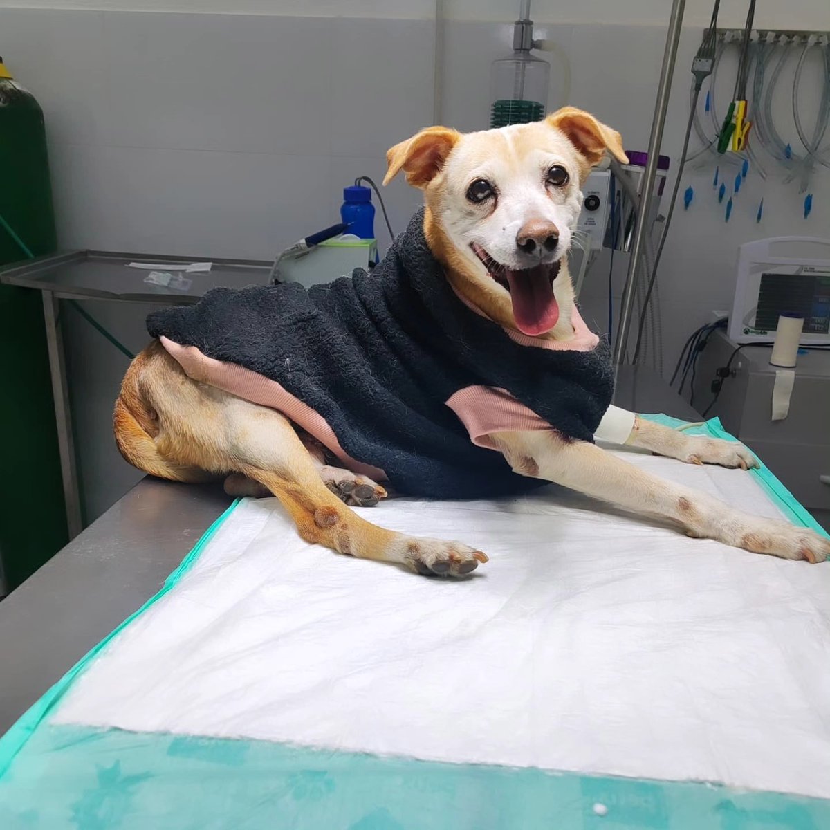 caogonhal's tweet image. Tobi viveu 10 anos no abrigo da SOS Bichos (@CarlaViviane).
Agora, idosinho, está com tumores, precisa de alimentação especial, medicações e de fazer exames que ficarão em mais de R$600,00!😔
Ajude com qualquer valor!
CHAVE PIX: 09463512000169 (CNPJ)