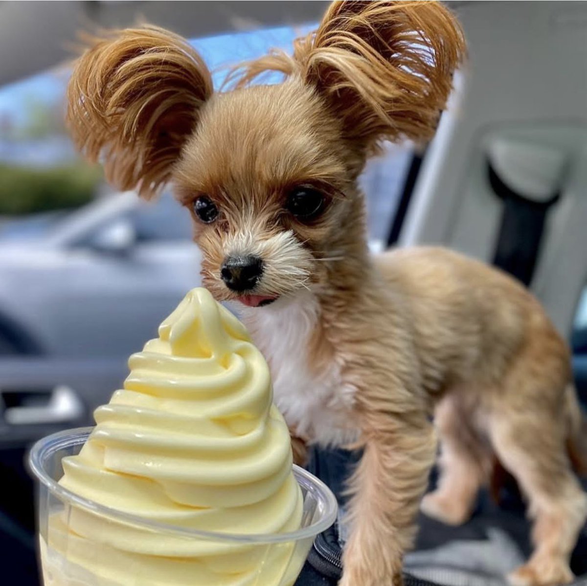 Lanci’s Dole Whip pup cup!