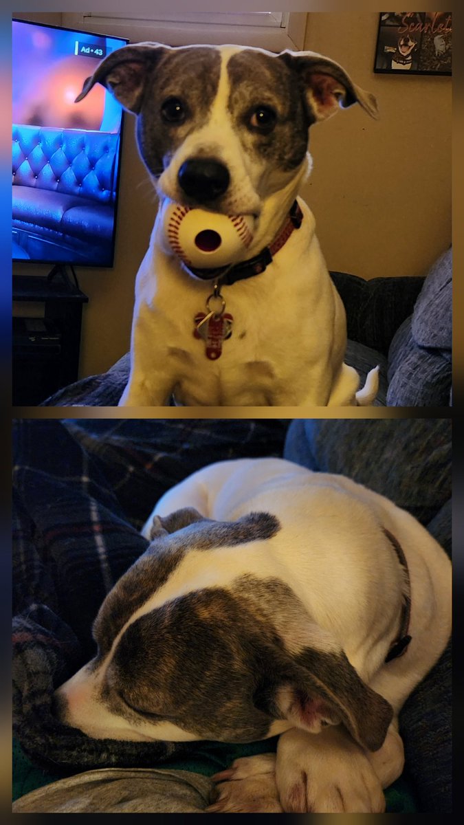 Isley23's tweet image. From playing baseball one minute to laying down and looking sad the next. I guess Scarlet had a huge bet on Emmanuel Clase throwing a ball on his first pitch tonight and just found out the news...