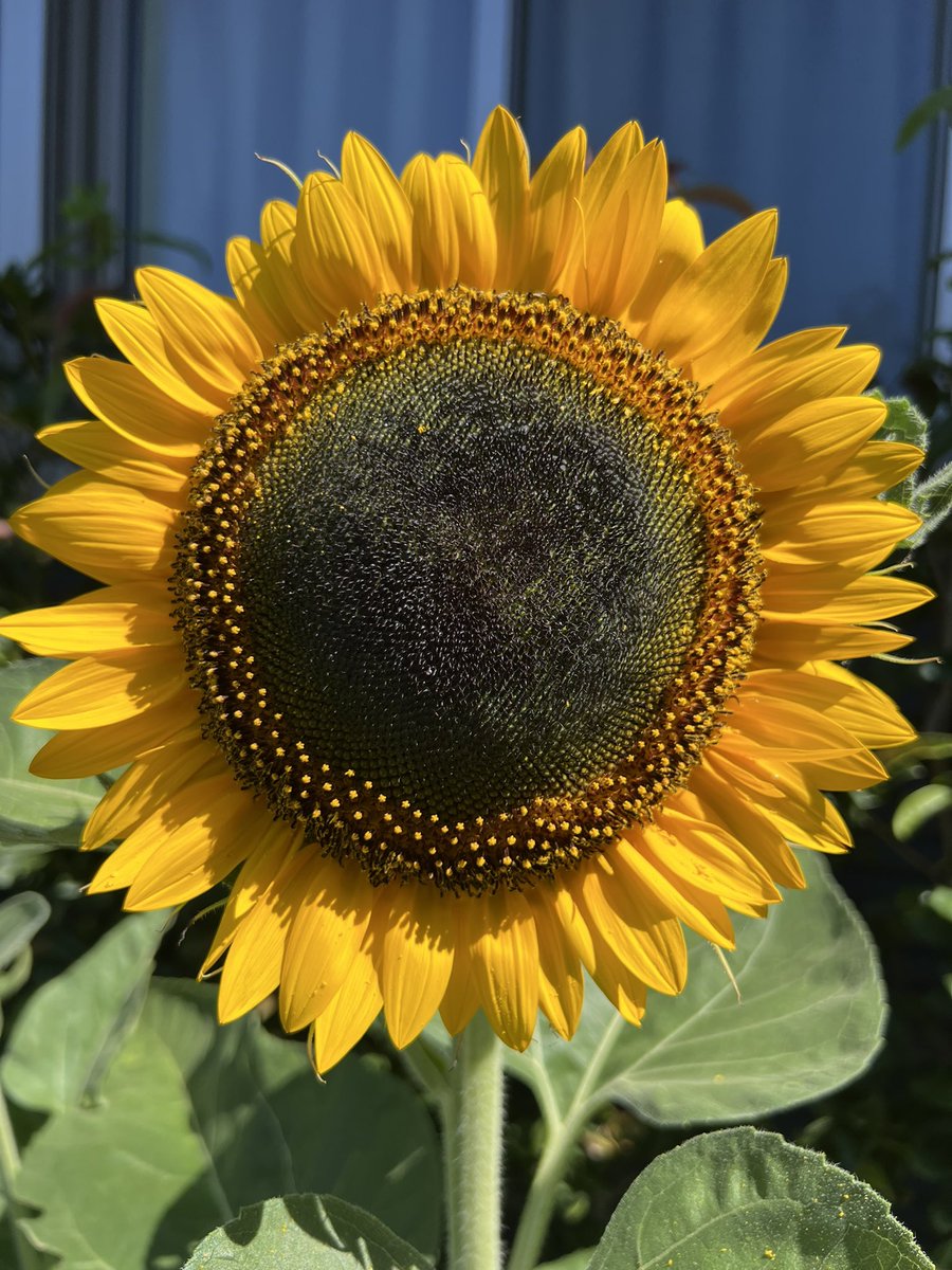 突然話しかけられた。

「どうも、ひまわりです！」

#そんな気がしただけ
#ひまわり