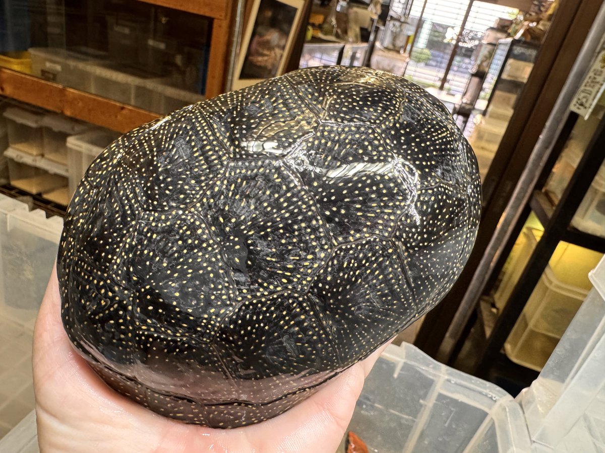 疲れた💦
開店前に既にバテてます😵‍💫

WING21
本日は10時30分から火曜日なので18時までの営業です。
宜しくお願い致します！