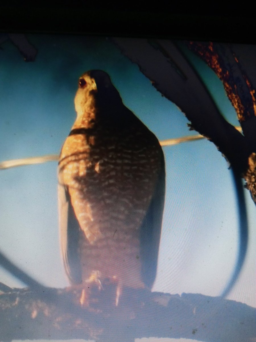 wolfiemouse's tweet image. #maddow