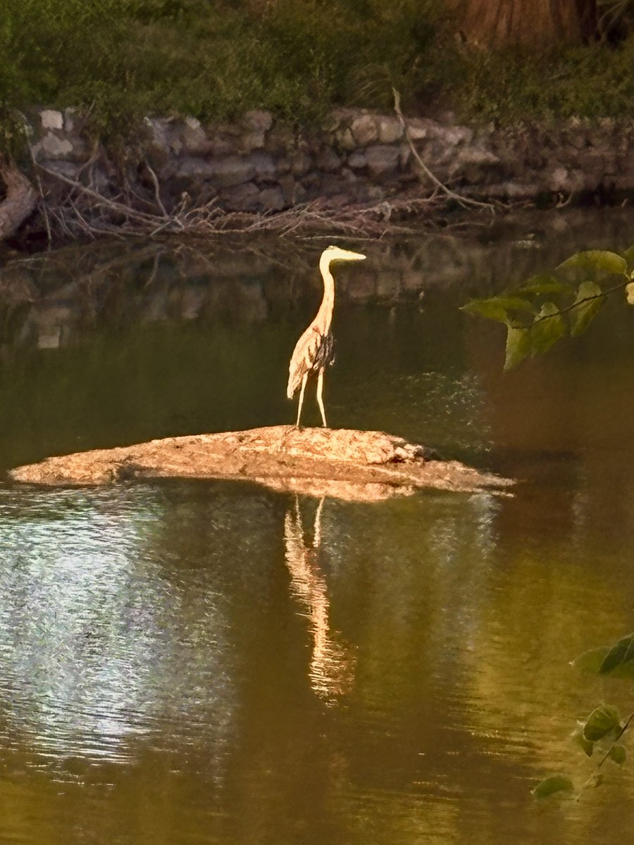 Crane.
