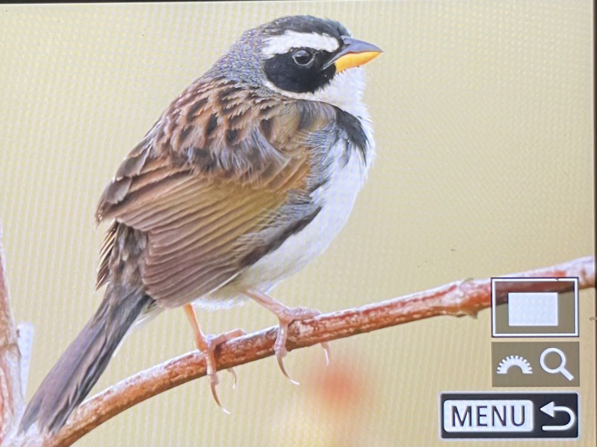Aidan G. Kelly (@agk10k) on Twitter photo Highlights today included White-winged Potoo (photo credit Gene Revelas). Also Ocellated Crake, Ash-throated Crake and Black-masked Finch in the cerrado and grasslands. The latter two being lifers. #BirdingBrazil Highlights today included White-winged Potoo (photo credit Gene Revelas). Also Ocellated Crake, Ash-throated Crake and Black-masked Finch in the cerrado and grasslands. The latter two being lifers. #BirdingBrazil