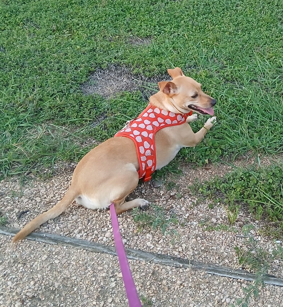 ChloeChloeChl19's tweet image. Got a late start tonight, so took Pup to the smallest park, w/ the shortest/easiest walking trail. There's lots of grass to sniff, & she doesn't seem to mind one bit!