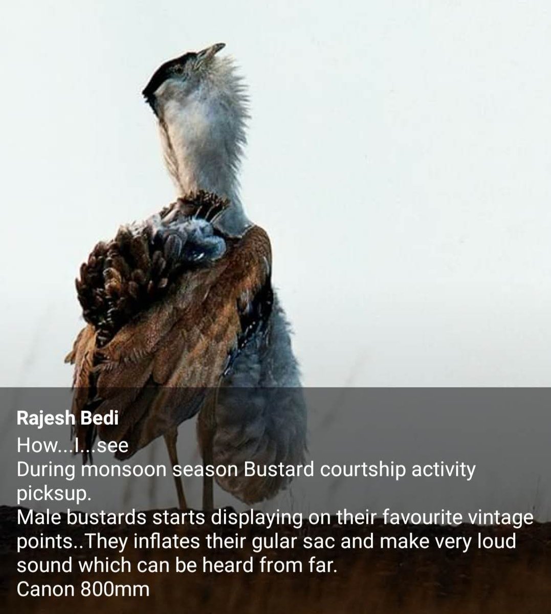 Navina Jafa (@navinajafa) on Twitter photo Tragic! A power plant in the Great Indian Bustard’s habitat—ignoring pastoralism & future generations. Grasslands, livestock & life itself are at risk. #Biodiversity <a href="/Anjmeh/">Anjali Mehta</a> <a href="/IndiAves/">IndiAves</a> <a href="/BhavreenMK/">Bhavreen Kandhari</a> <a href="/UNBiodiversity/">UN Biodiversity</a> <a href="/IlseKohler/">Ilse Köhler-Rollefson</a> Tragic! A power plant in the Great Indian Bustard’s habitat—ignoring pastoralism & future generations. Grasslands, livestock & life itself are at risk. #Biodiversity <a href="/Anjmeh/">Anjali Mehta</a> <a href="/IndiAves/">IndiAves</a> <a href="/BhavreenMK/">Bhavreen Kandhari</a> <a href="/UNBiodiversity/">UN Biodiversity</a> <a href="/IlseKohler/">Ilse Köhler-Rollefson</a>