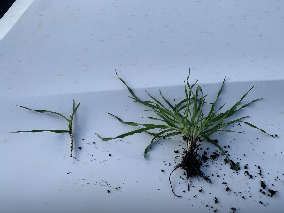 Brendan Torpy tweet media