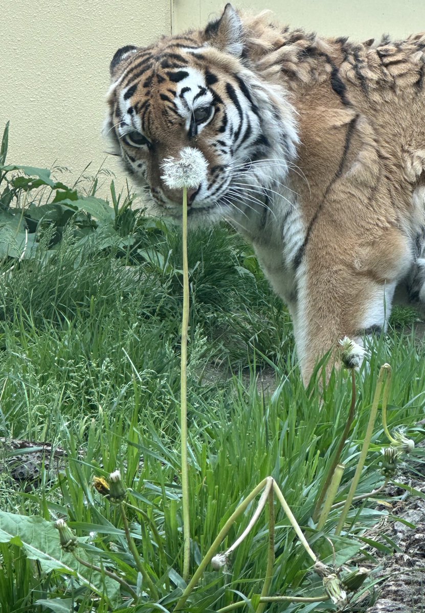 ojun_'s tweet image. トラたちの未来がこの先もずっと続いていきますように🐅

#世界トラの日 #WorldTigerDay