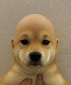 KeaganFN's tweet photo. @SolportTom @ignHail @MarcellxMarcell or you just make sure the dog stays $wifout the hat. https://t.co/wNuy9hEKp3