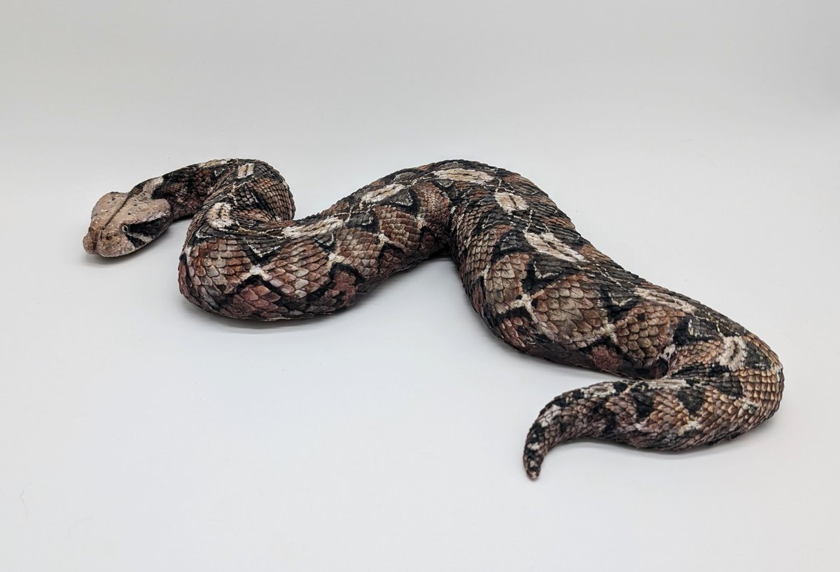 My Bitus gabonica sculpture is finally complete! 🐍💖
Gaboon vipers are my all time favorite snake so I had to sculpt one since I'll likely never ever own a living one.
---
(Additional pic in the replies)