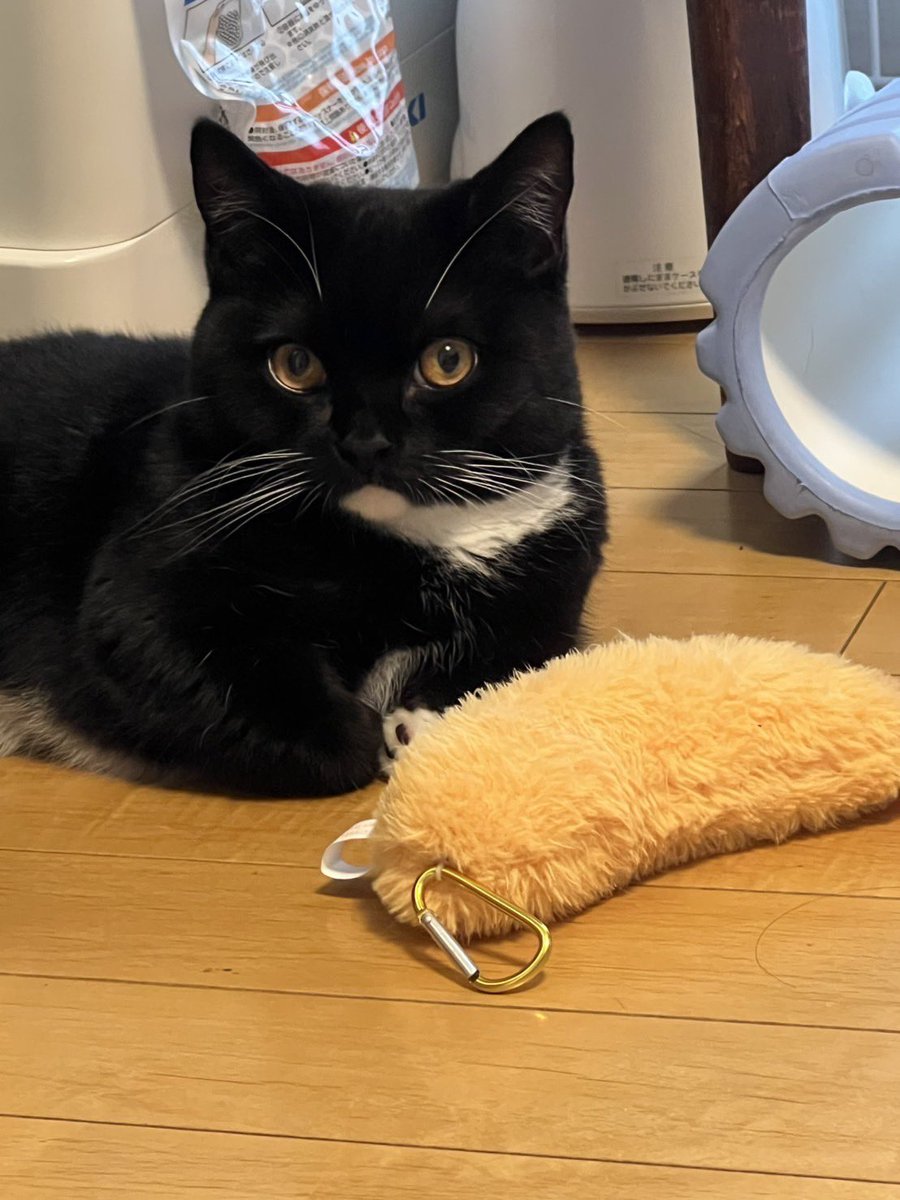 tavi_sapien_s's tweet image. タビチャンがエビフライをもってきたよ！
タビちゃんはあなたにエビフライしばき部に入部して一緒にインターハイを目指してほしいと思っている
タビチャンにありがとうと言って