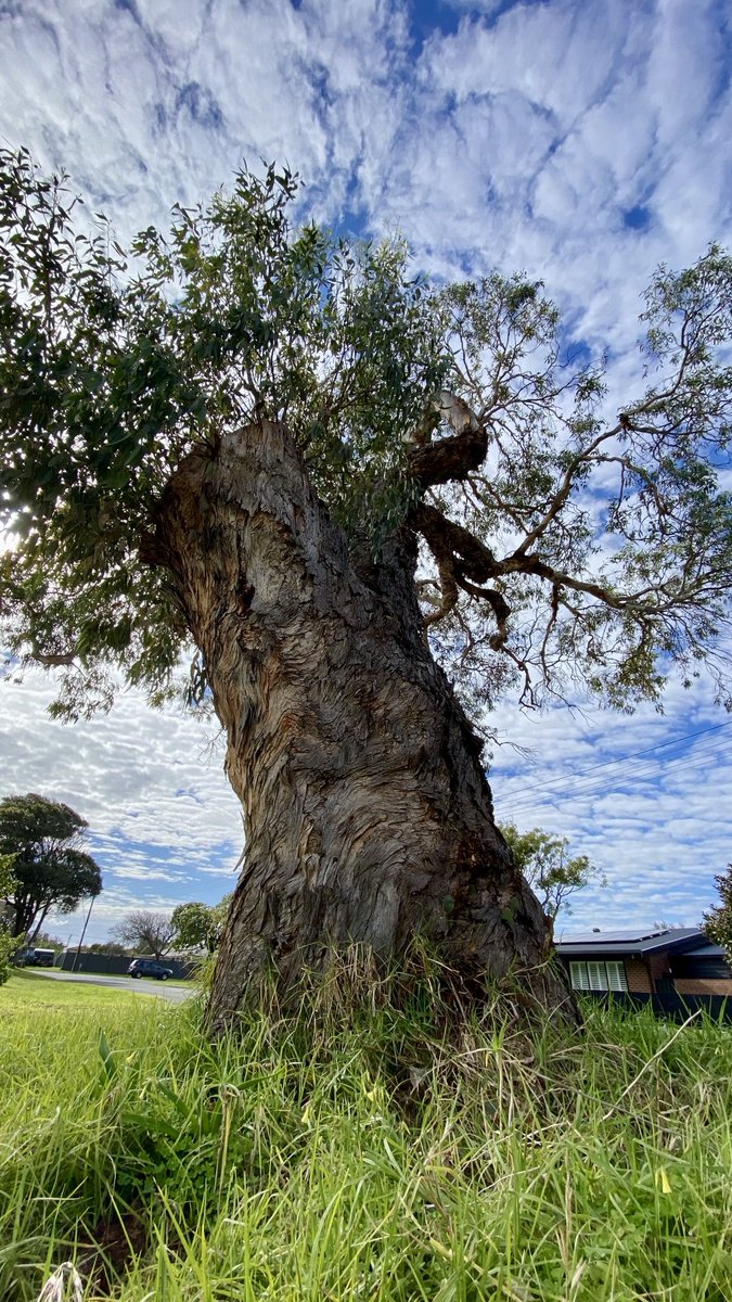 #dailytree
#thicktrunktuesday