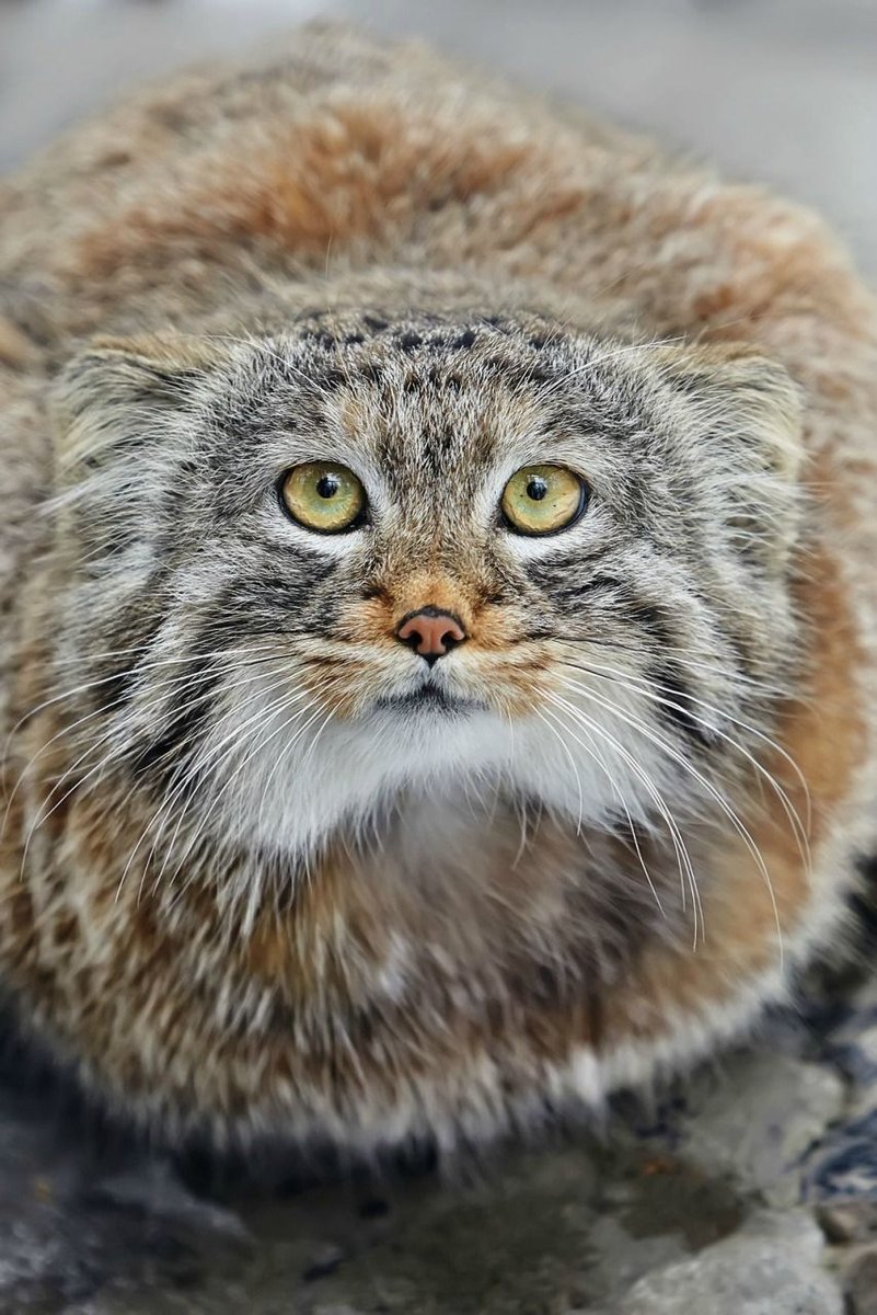 Daily Manul (@dailymanul) on Twitter photo 