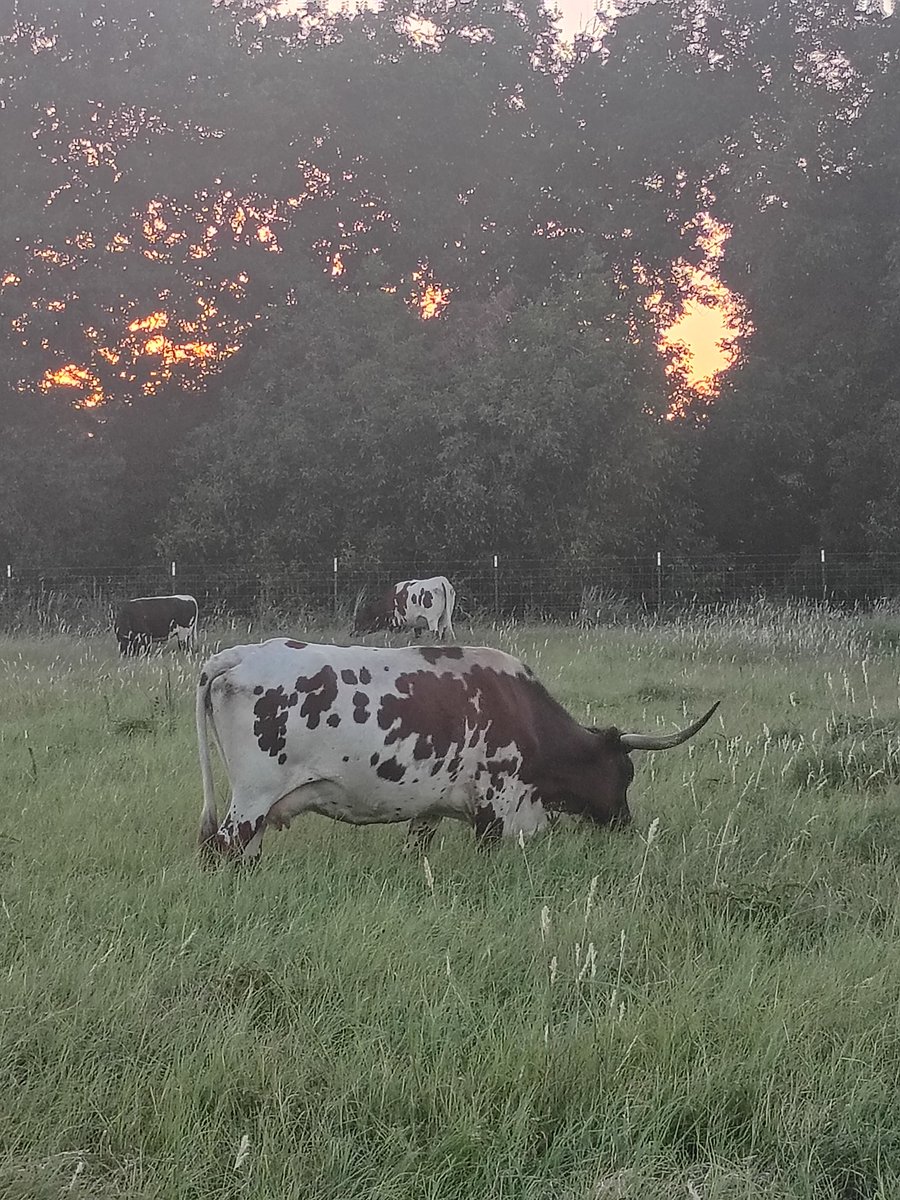BuffaloRon's tweet image. Swapped everyone around today, so could let the cows into the pasture with the knee deep grass.
They seem happy...
Hope you are having a great night.
