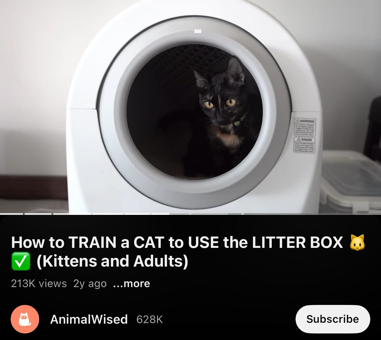 How to Train Cats to Use Litter Tray: Expert Tips