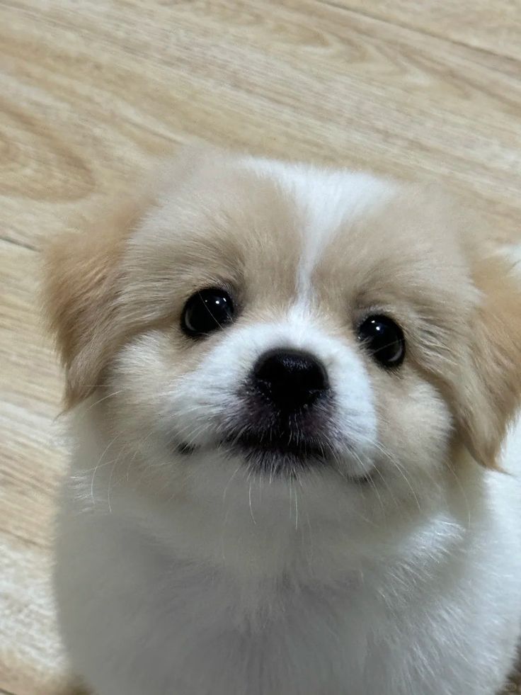 my_gromit's tweet photo. 원찬 전집챤뭉
유ㄱ1견 보호소에서 챤뭉이 데려온 전집사
적응을 위해 만반의 준비함
종류별 사료 온갖 간식 각종 장난감 푹신한 침대 미끄럼방지매트 착한 얼굴(?) 웃는 연습 등등
수인이니까 인간화를 대비해 ss침대도 구매 완 https://t.co/t6tv4ApWtD