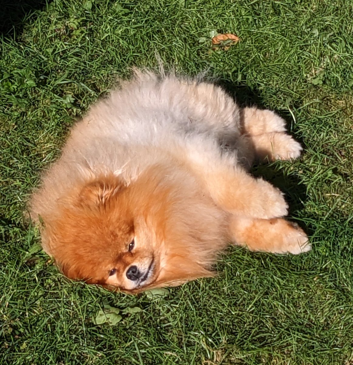 odiesislandlife's tweet photo. Sunbeam mode ..he loves his yard lol #odiesworld #pomlife https://t.co/YSr44YAiNW