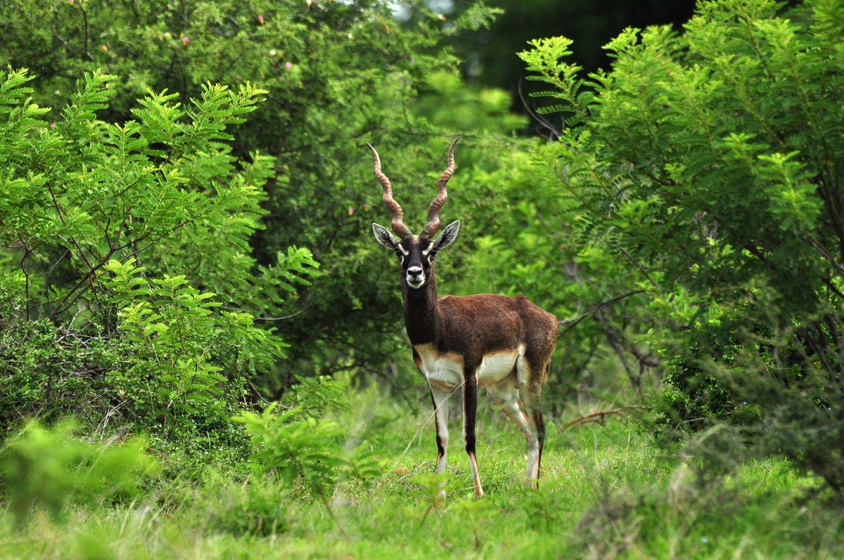 ಶೇಷಾದ್ರಿ ಕೆ ಎಸ್| Seshadri K S tweet media