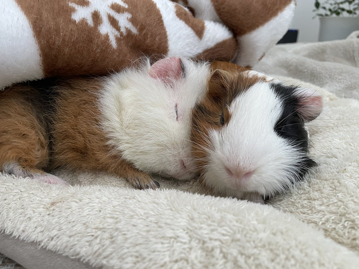 やまもも@兄弟モルモット (@yamamomo_moru) / Posts / X