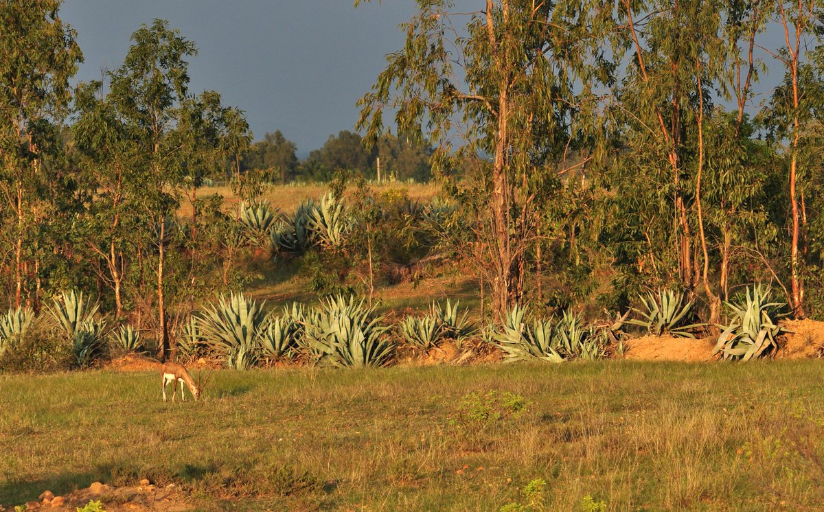 ಶೇಷಾದ್ರಿ ಕೆ ಎಸ್| Seshadri K S tweet media