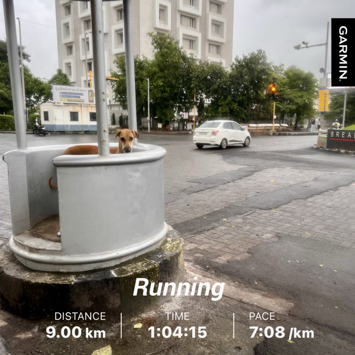 drgunjanpuri's tweet image. #running #communitydogs #TuesdayMotivaton