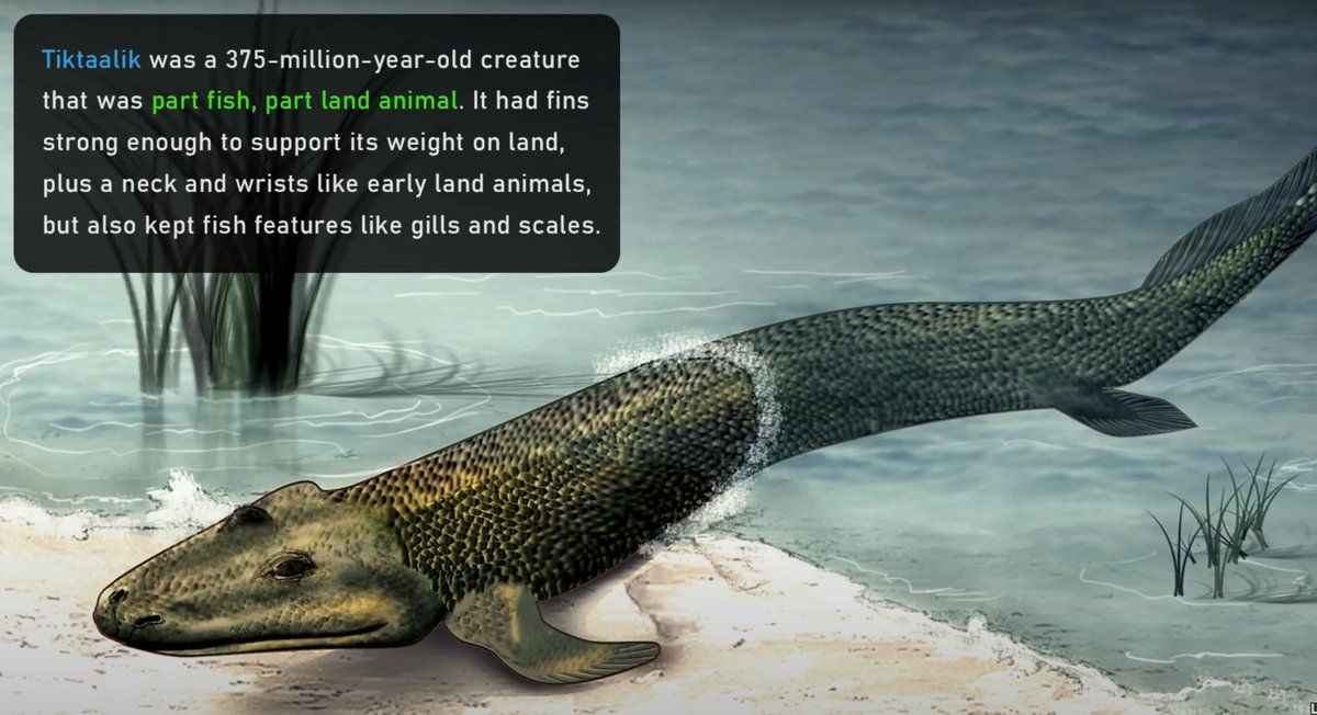 plotchy's tweet image. Listening to Lex say he has a skull of a tiktaalik on his desk as a reminder of the evolutionary leap from water to land

300 million years later I can plop one out of a 3D printer for myself