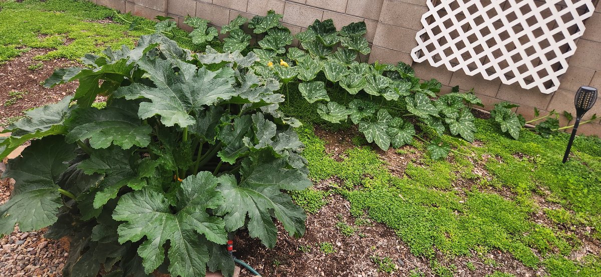This zucchini plant is out of control.  It now has crawled over 20'