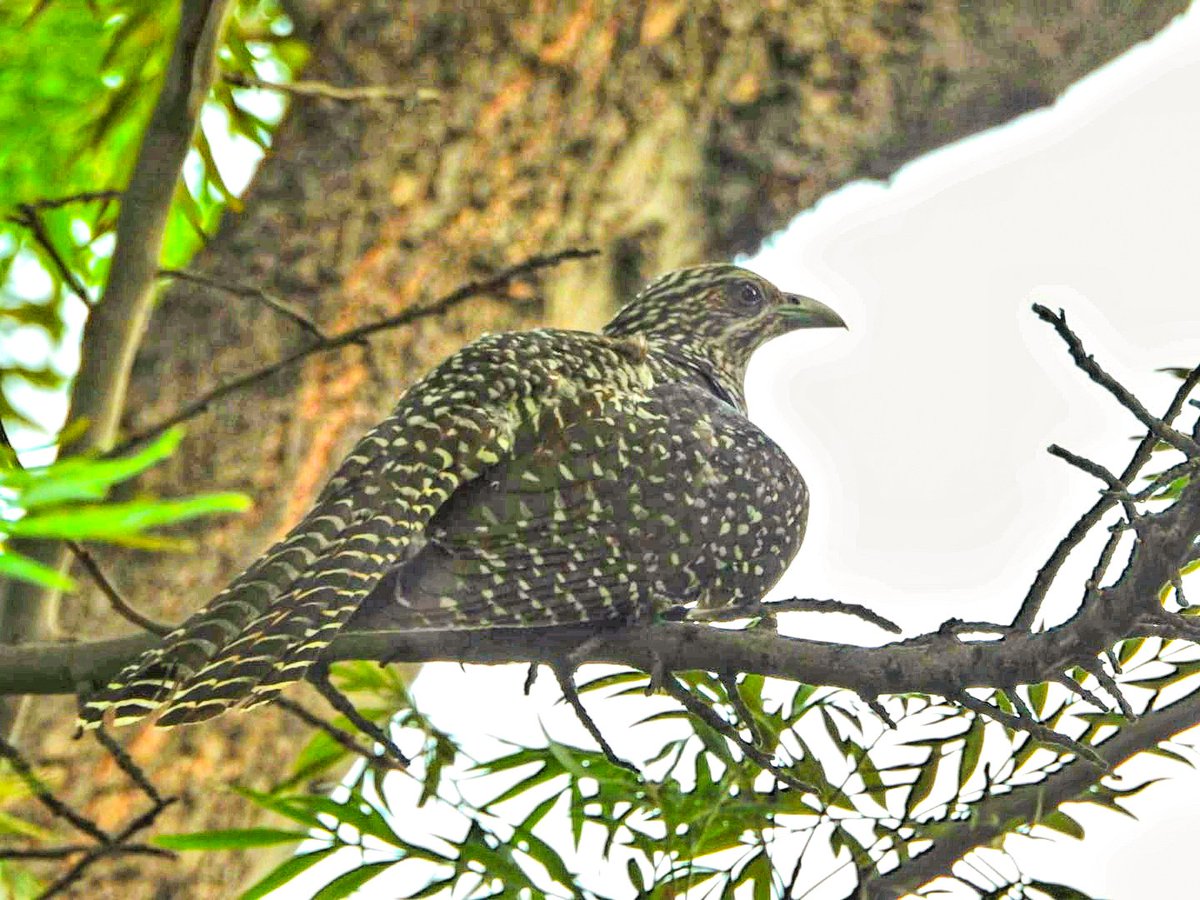 anuradhamathur's tweet image. Asian koel female ! Not that easily sighted.. she was perched silently and very difficult to sight #IndiAves #DelhiNCR #BBCWildlifePOTD #ThePhotoHour #natgeoindia #birdphotography #Nikon