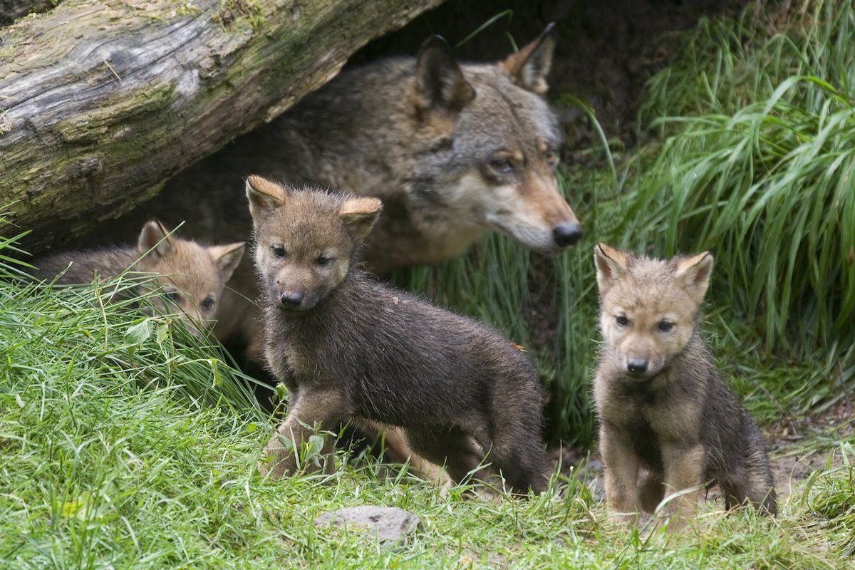 BOYCOTT MONTANA:  The state intends to eradicate
the wolves. This is not a disaster for wolves only but for humans too since gray wolves are key animals for balanced ecology which control our environment.