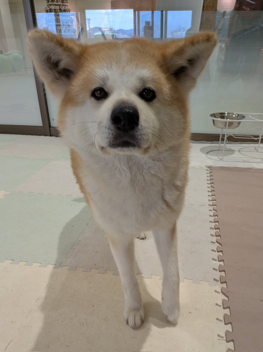 くり　もじゃ犬　うたたね　白オレンジ mqdefault.jpg