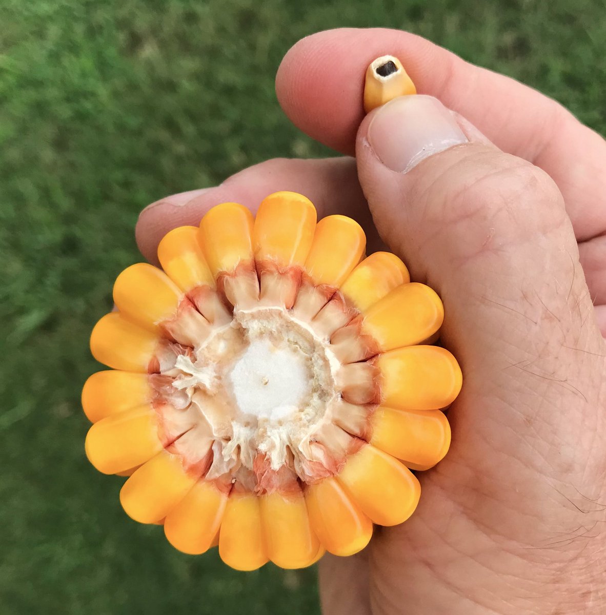 Erick Larson tweet media