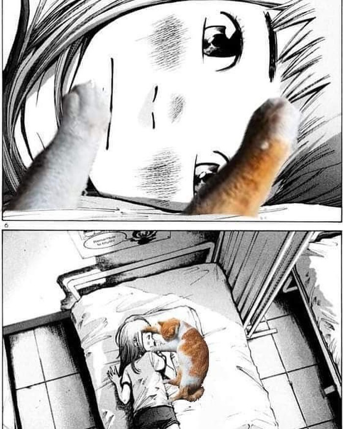 Punch Cat (@punchingcat) on Twitter photo 