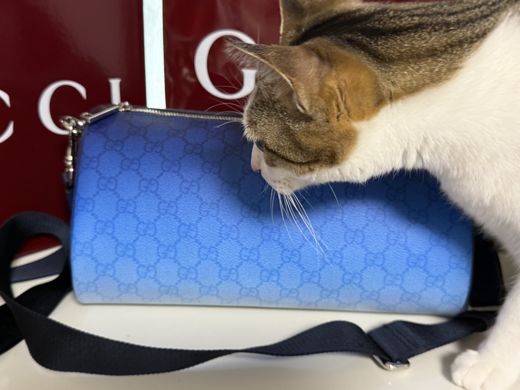 浜松注染♥猫♥矢羽根♥淡いくすみブルー♥浴衣♥早い者勝ち♥ネコねこ 11月11日発売商品 | mofusandもふもふマーケット