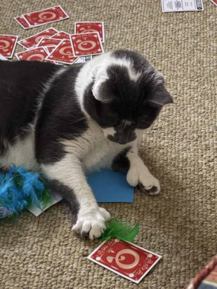 tunaluvr95's tweet image. Did you guys watch the Cat Awards tonight? They gave Cutest, Silliest, and Stupidest to the same cat!