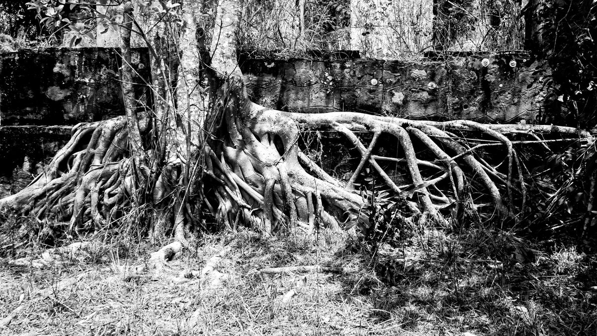 BrianDGandy's tweet photo. The root of the matter

It's not too late to post for Monochrome Monday. Let's see your monochromes photos my friends!
#MonochromeMonday https://t.co/wrlJVzgIMg